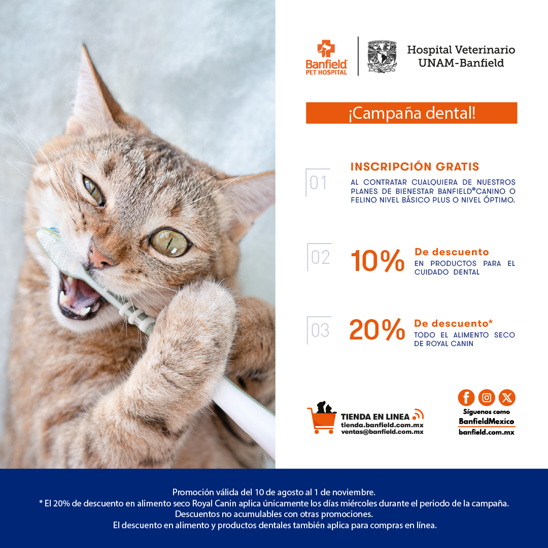 BanfieldMexico's tweet photo. ¿Ya conoces nuestras promociones del mes? Con ellas será más fácil que cuides la salud de tus perros y gatos, brindándoles bienestar total. 🧡🛡️

Haz clic en la imagen para conocerlas 😺🐶
O visítanos en sucursal y en: https://t.co/tLfiTH6hCy https://t.co/EIQsuw3VhD