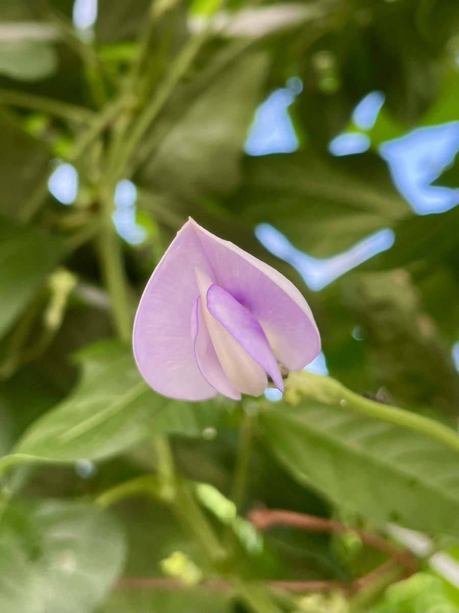 おはようございます🌧️

今日も健やかに笑顔で過ごせますように☺️

#ササゲ
花言葉「恥じらい」「甘い乙女心」
葉の陰でひっそりと咲き自分の役割を果たす姿が、日本人が古来より美徳としてきた恥じらいの心を連想させる事から花言葉が付けられたようです

#散歩で見つけた花
#TLを花でいっぱいにしよう