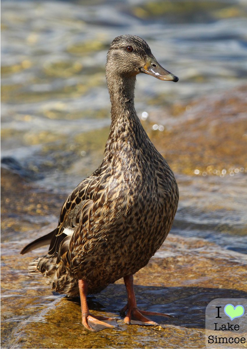 One proud Mama for #MallardMonday 🦆