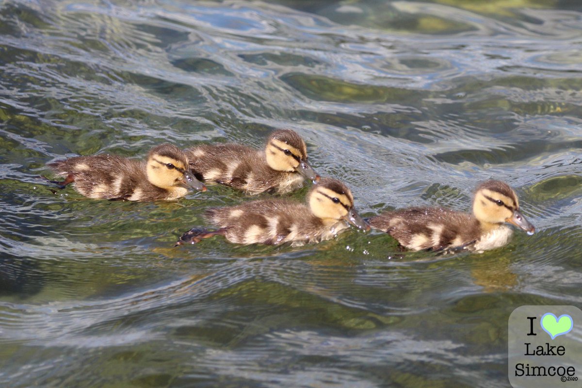 Ducklings learning how to swim along the shoreline on Lake Simcoe for #MallardMonday

🌊🐤🌊🐤🌊🐤🌊🐤🌊