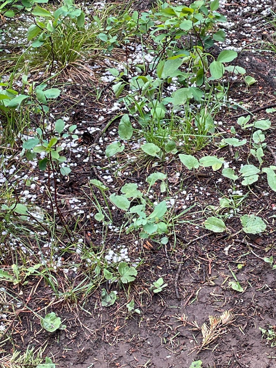 ShorelandLuthHS's tweet image. Lisa Jensen from our business office took a summer hike to Hidden Falls—and got caught in a hailstorm on the way! ⛈️ She came back with a wild story and some gorgeous trail pics. #FacultyHighlight #ShorelandLutheran #HikingAdventures