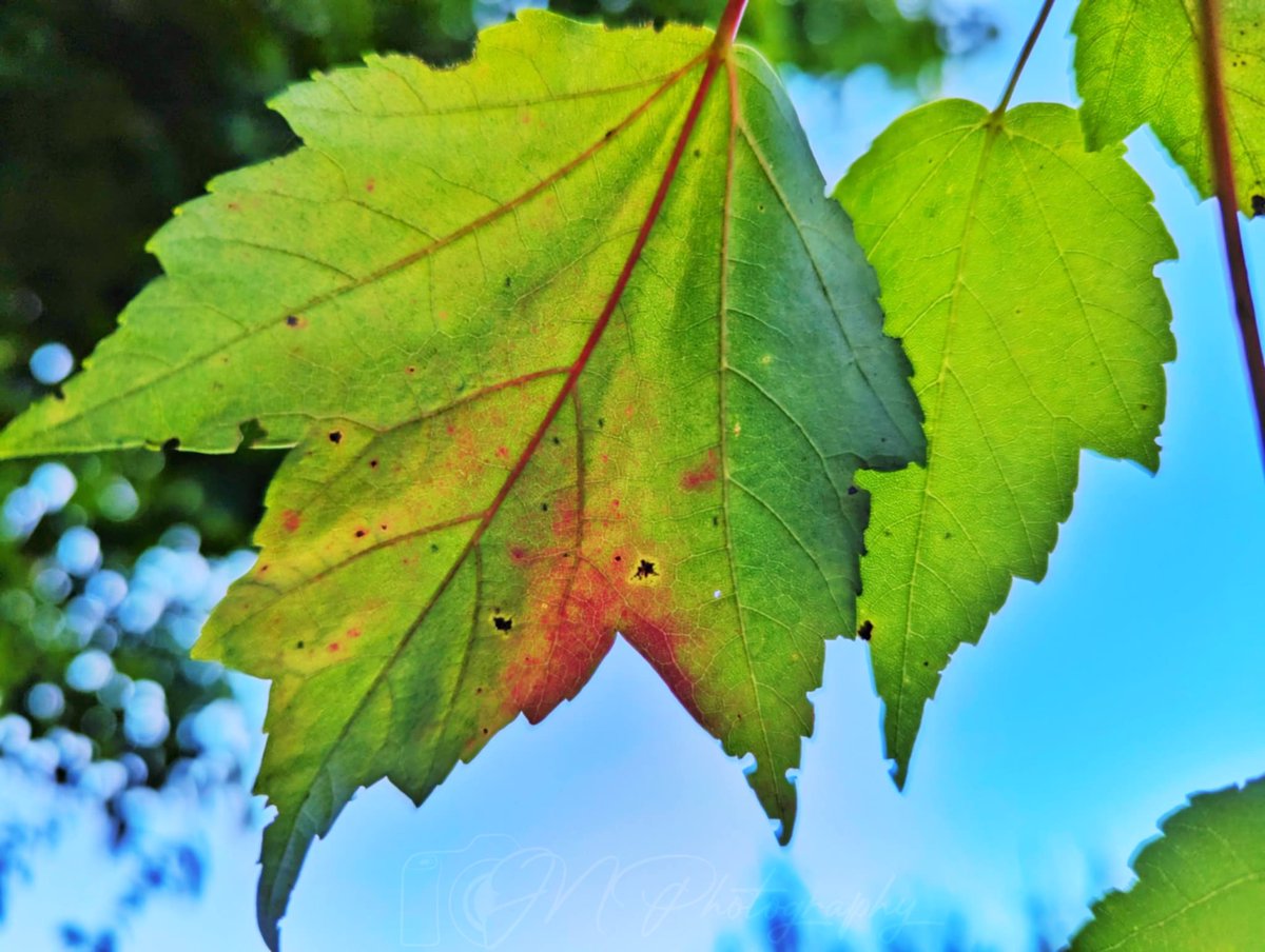So begins the transition from summer to fall... (atleast according to this leaf out in the yard) #PAwx