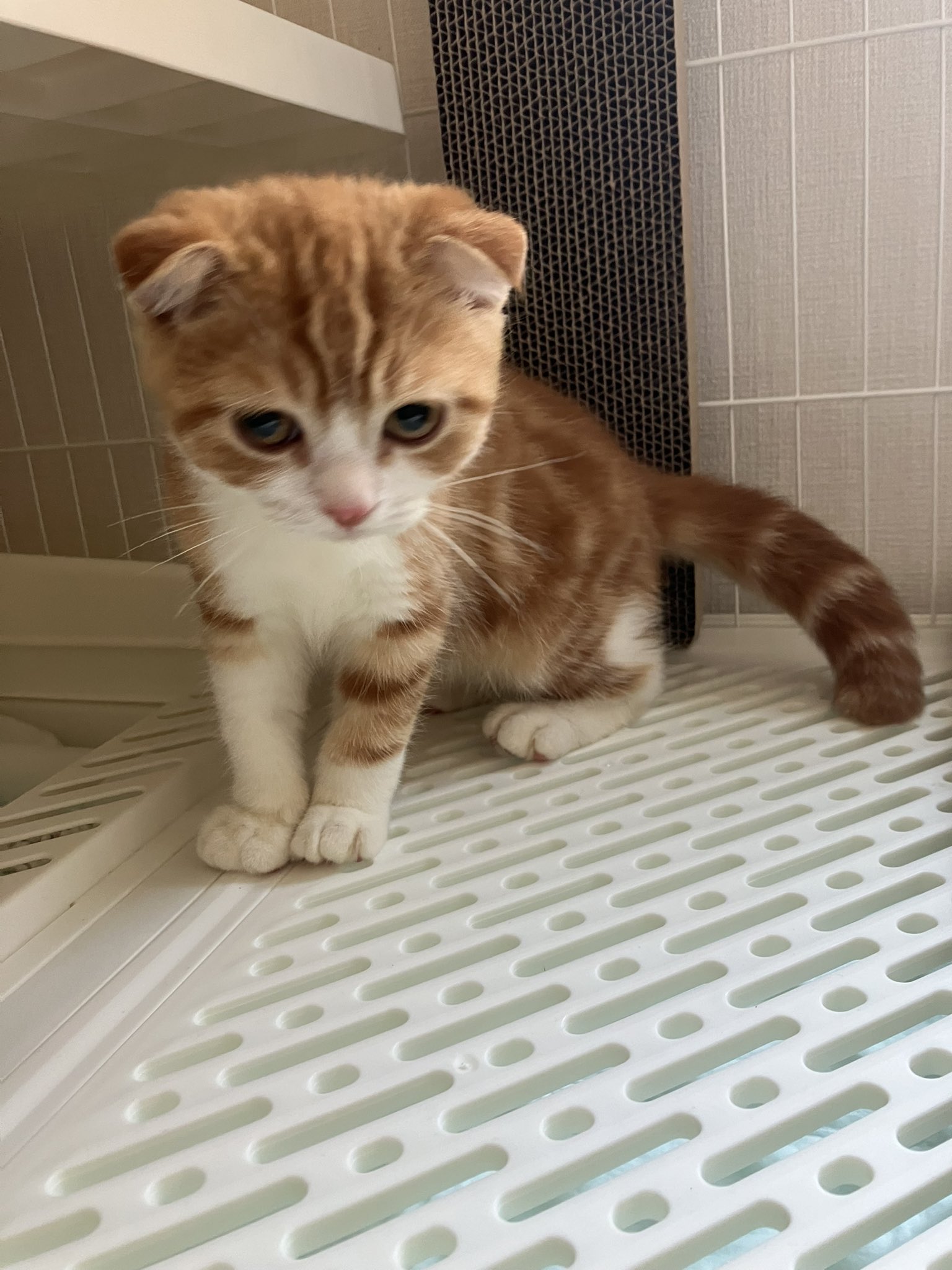 ねこじるしちくわ ちくわを拾ってなんと10年が経ちました。 僕は猫を飼い始めて