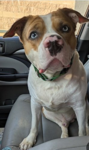 anja_brckner3's tweet image. Look - I&apos;m a great #codriver too🚗
Can you #FosterMe or #AdoptMe  and show me what #life is like outside of #NYCACC ❓
Lot&apos;s of #love...
Yours #Lowkey ❤️