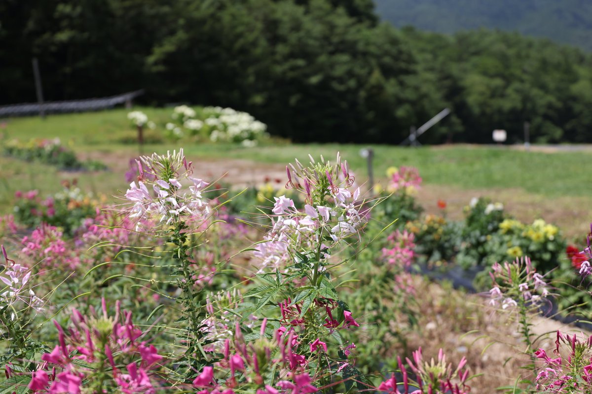 おはようございます。