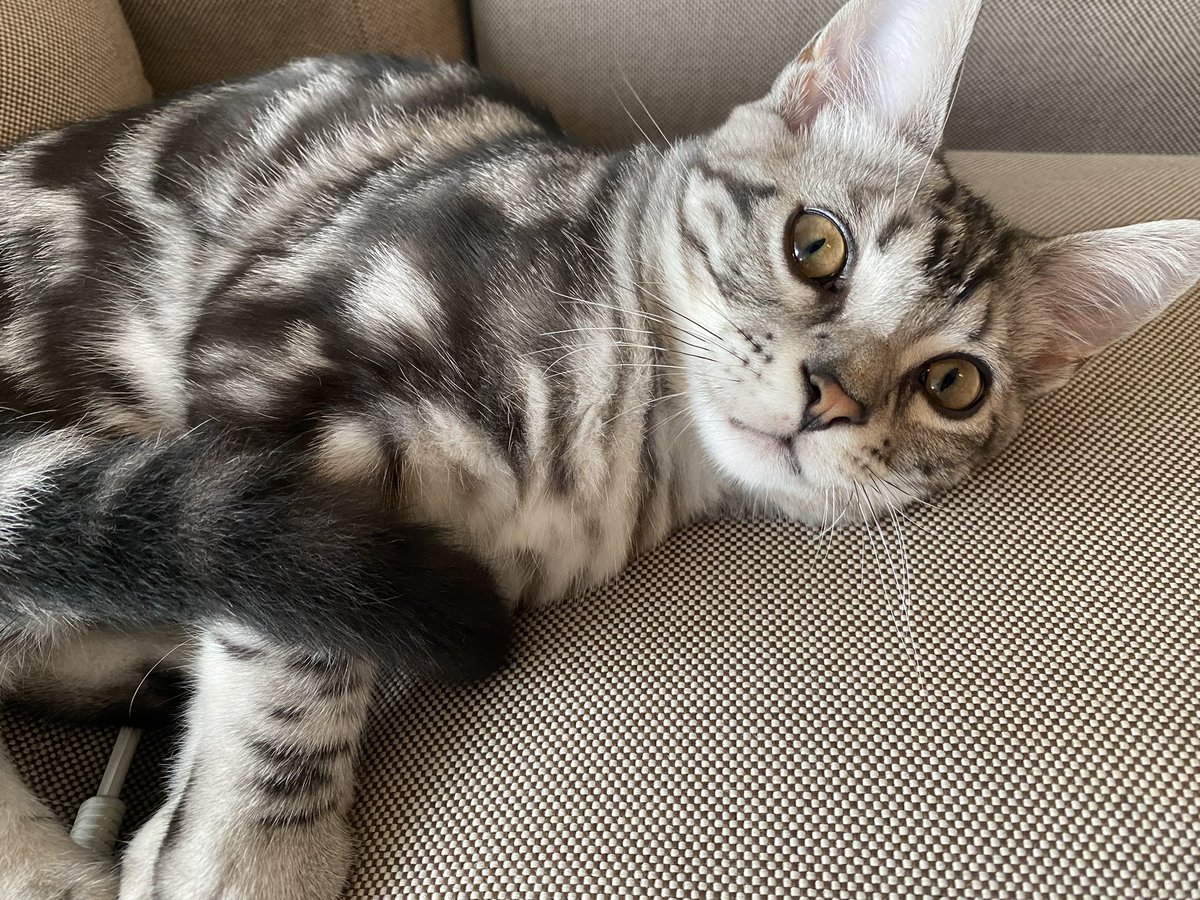 まだねむいニャ…