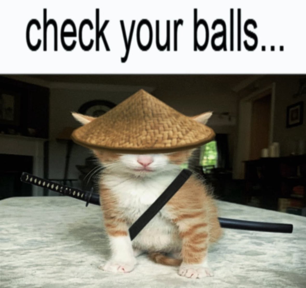 LiterallyMeCats tweet media