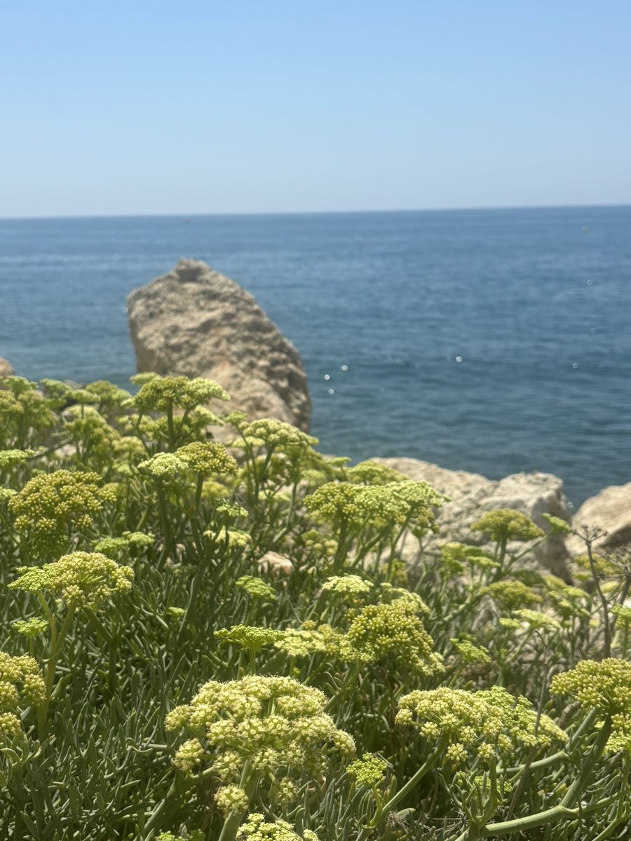 raquelavarea's tweet photo. Pasaba por aquí y he pensado, ¿porque no dejar algo bonito nada más entrar a Twitter? 
🌊 + 🌼= Equilibrio perfecto✝️🤍 https://t.co/m95sc6VErN