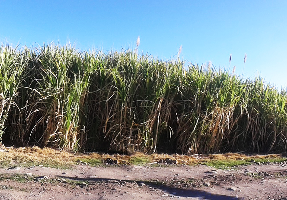 ✍️📝Mediatik Noticias tweet media