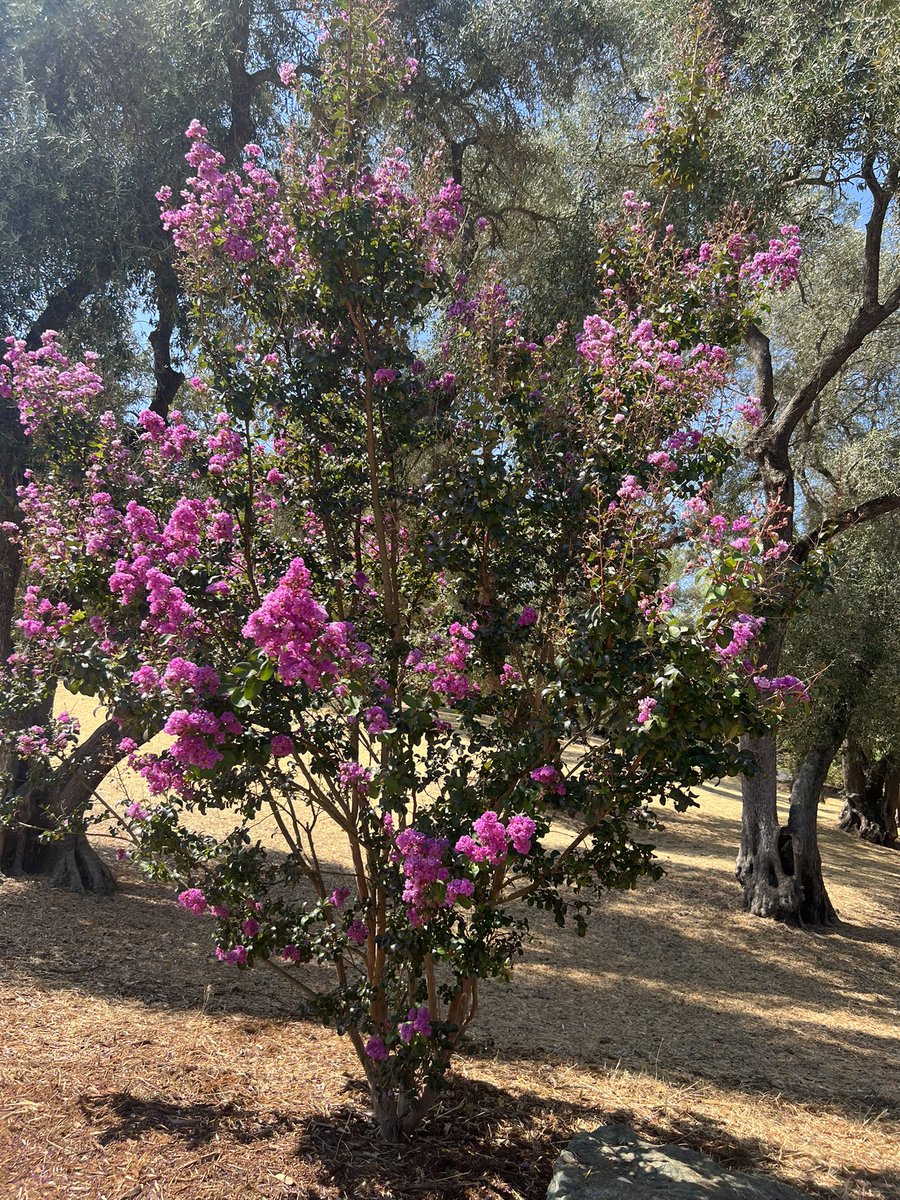 A beautiful day in NorCal (the plant is called crepe myrtle)