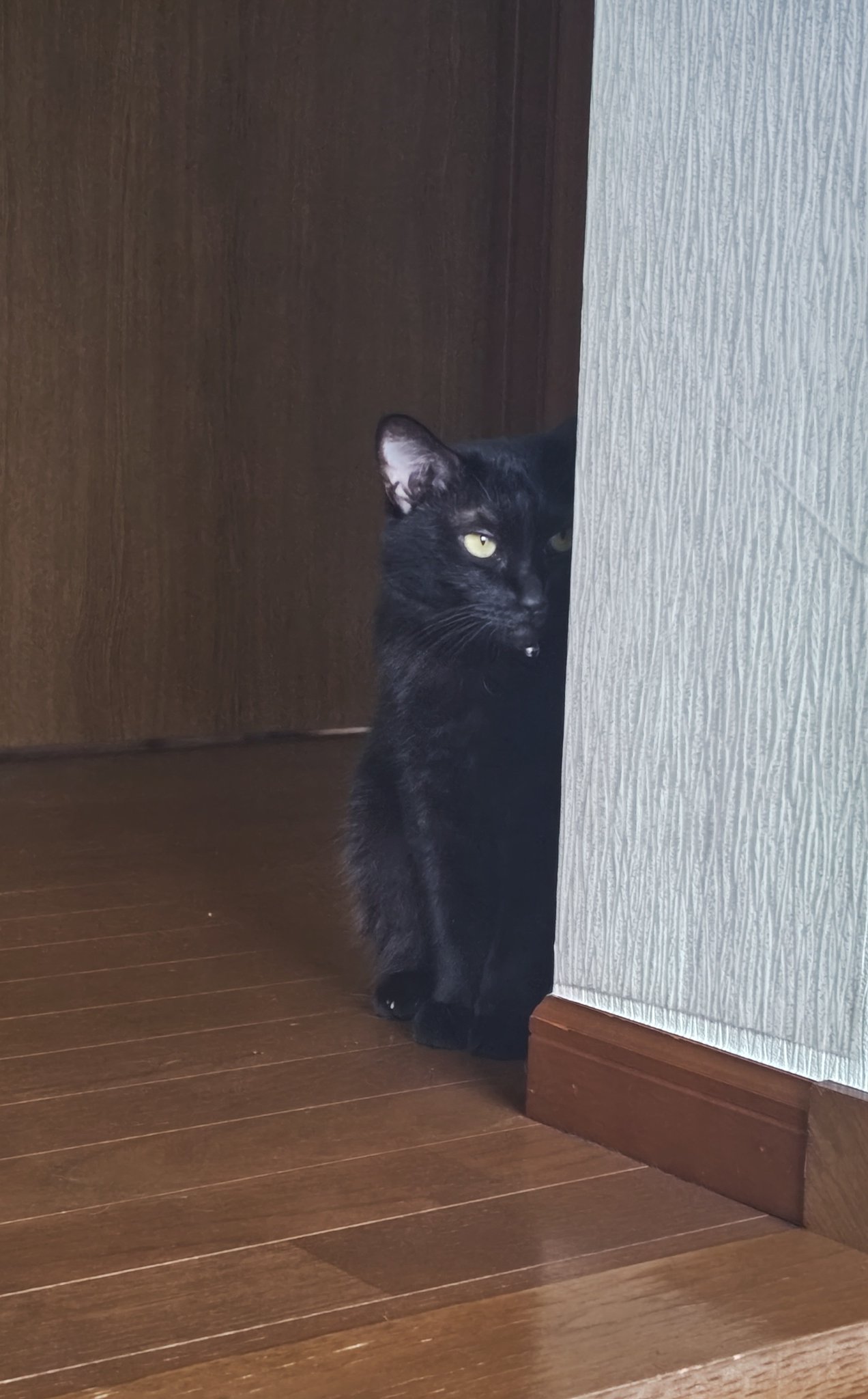 黒猫 黒猫@タカシ on X: 