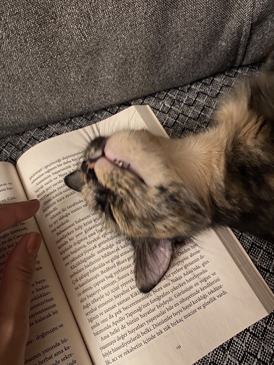 bence de nanay (@sagirzangoc) on Twitter photo 