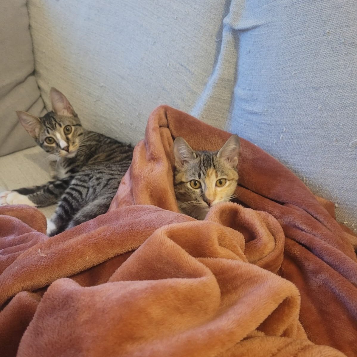 Catland - adoção de gatinhos (@catlandrescue) on Twitter photo O Allen e o Torx são dois irmãozinhos que foram abandonados em uma oficina mecânica. Eles são pequenininhos, brincalhões e muito amorosos! ❤️
adote@catland.org.br O Allen e o Torx são dois irmãozinhos que foram abandonados em uma oficina mecânica. Eles são pequenininhos, brincalhões e muito amorosos! ❤️
adote@catland.org.br
