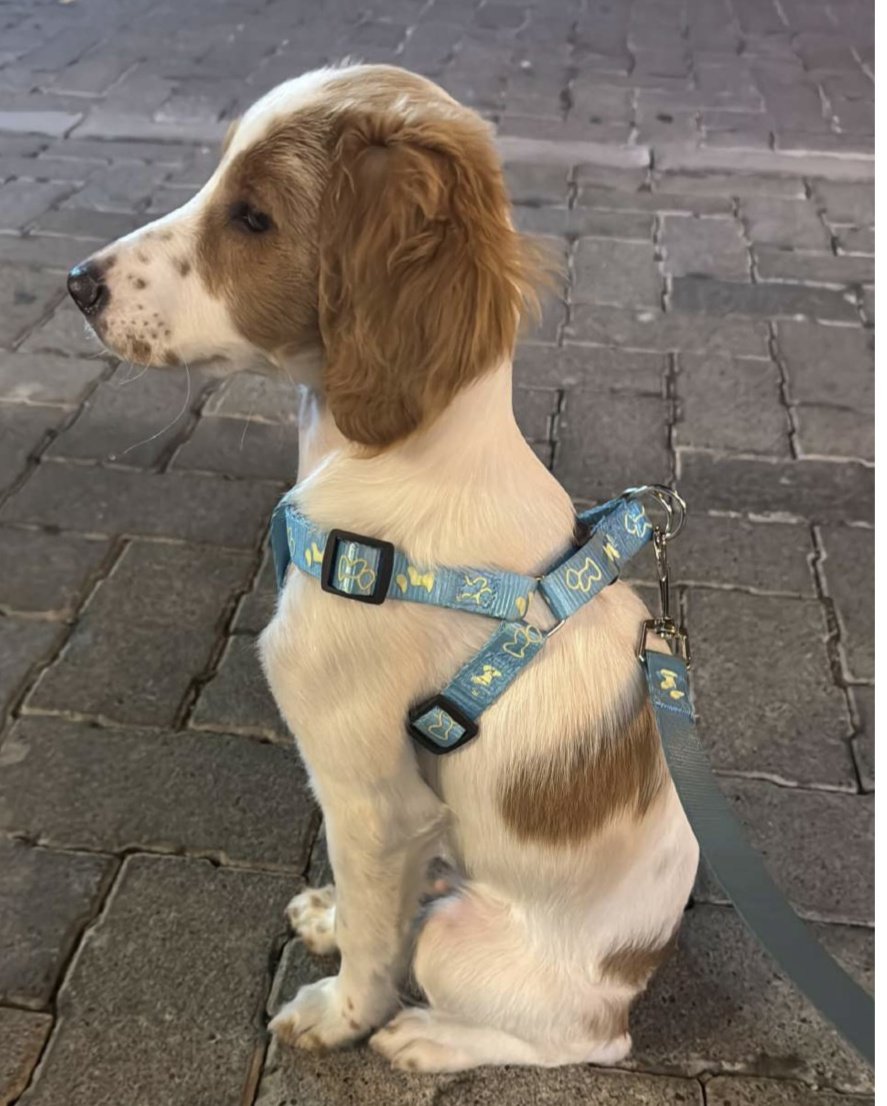 AlertaMePerdi's tweet photo. #ENCONTRADO #QUITO
Fecha: 11/08/25
Sector: Centro, Centro Histórico 
Sexo: Macho
Raza: Cocker Mestizo
Obsv.: Pelaje café con blanco 
Contacto: 0991697654
¡Ayúdalo a volver con su familia!
#AlertaMePerdí https://t.co/GWzzpTq20H