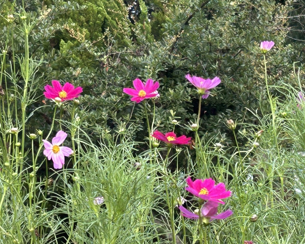 おはようございます。
昨日はお休みで夕方いつもより少し
涼しかったので久しぶりにお散歩したら
少しだけどコスモスが咲いてて
可愛かった😃
今日も仕事頑張るぞ‼️

源さん元気になったかな？🥹