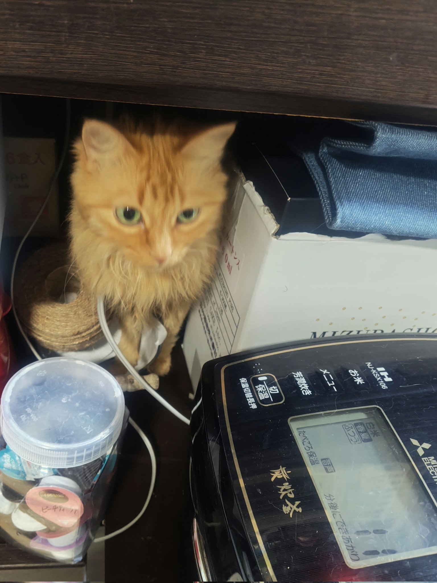 酒田ねこページ♡⃜ 日本酒BARあさくら on X: 