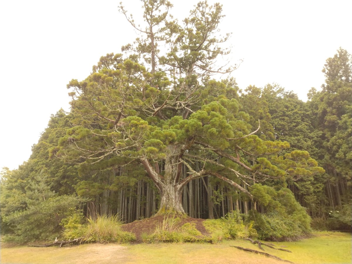 あの伝説の樹に行ってきた。