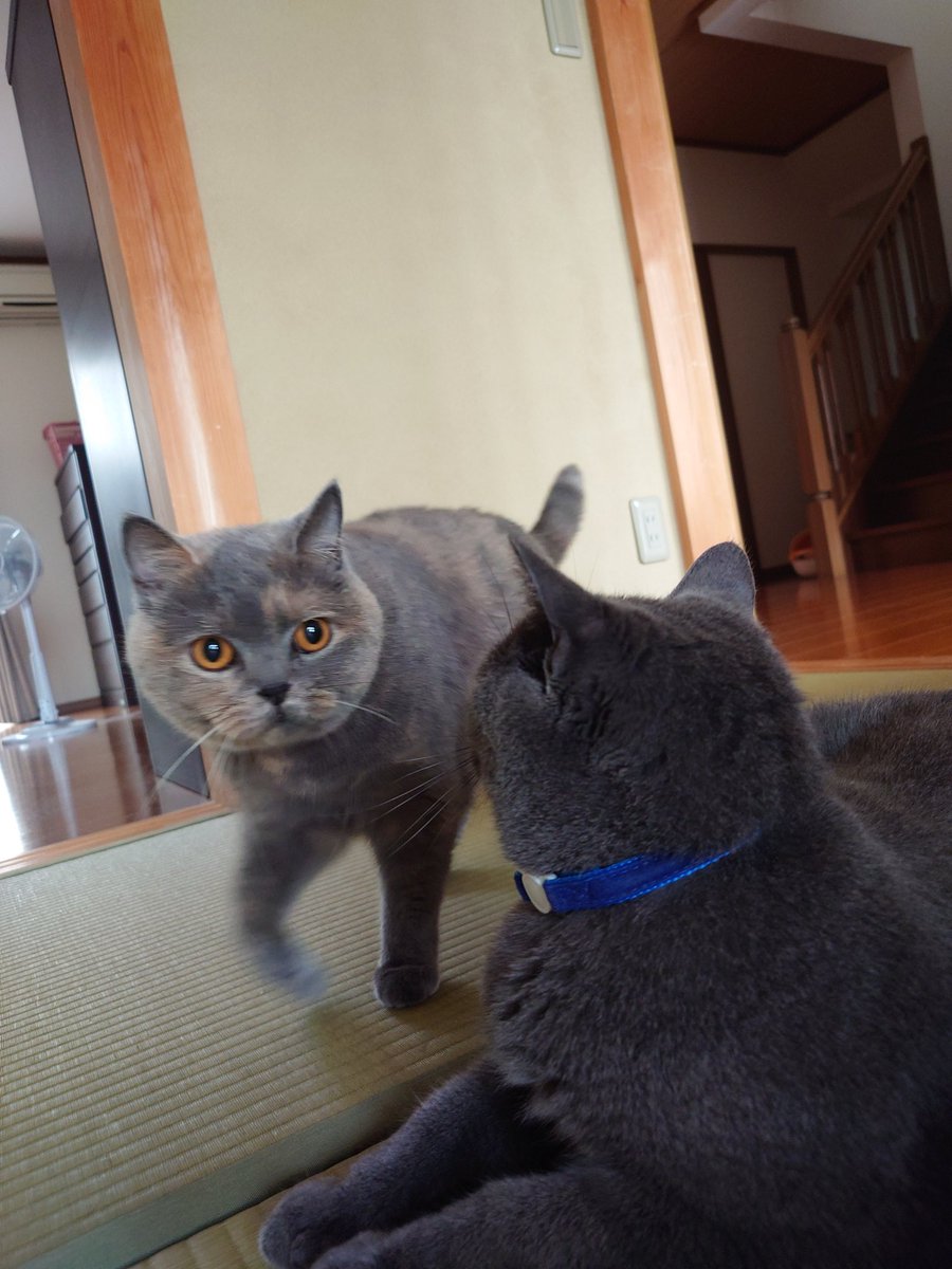 おはにゃんズ
#ブリティッシュショートヘア 
#猫のいる暮らし