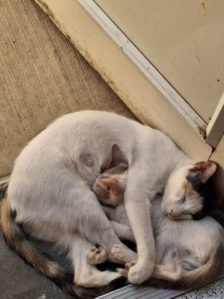 #قطه_للتبني #قط_للتبني #الخرج #الخرج_اليوم #قطط_الخرج
من الخاص:
قطه منقذه مع ولدها للتبني السبب اهلي رافضين تبقى 
ومو مشكلة اوصلها للرياض لو  في احد  رقم جوالي 0533300927