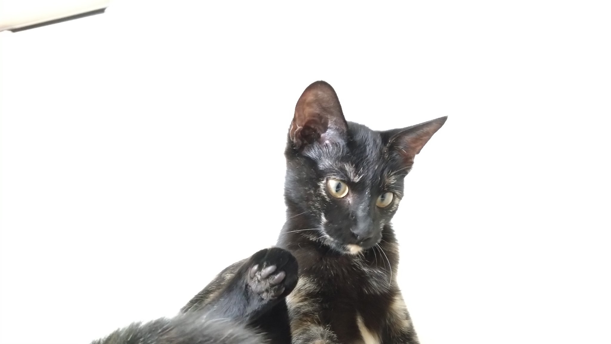 「サビ猫」ポジャギ　けいとたまちゃんです！！！ 🐈‍⬛🐈‍⬛🐈‍⬛魔球はニャンズの下僕だもの🐈‍⬛🐈‍⬛🐈‍⬛ on