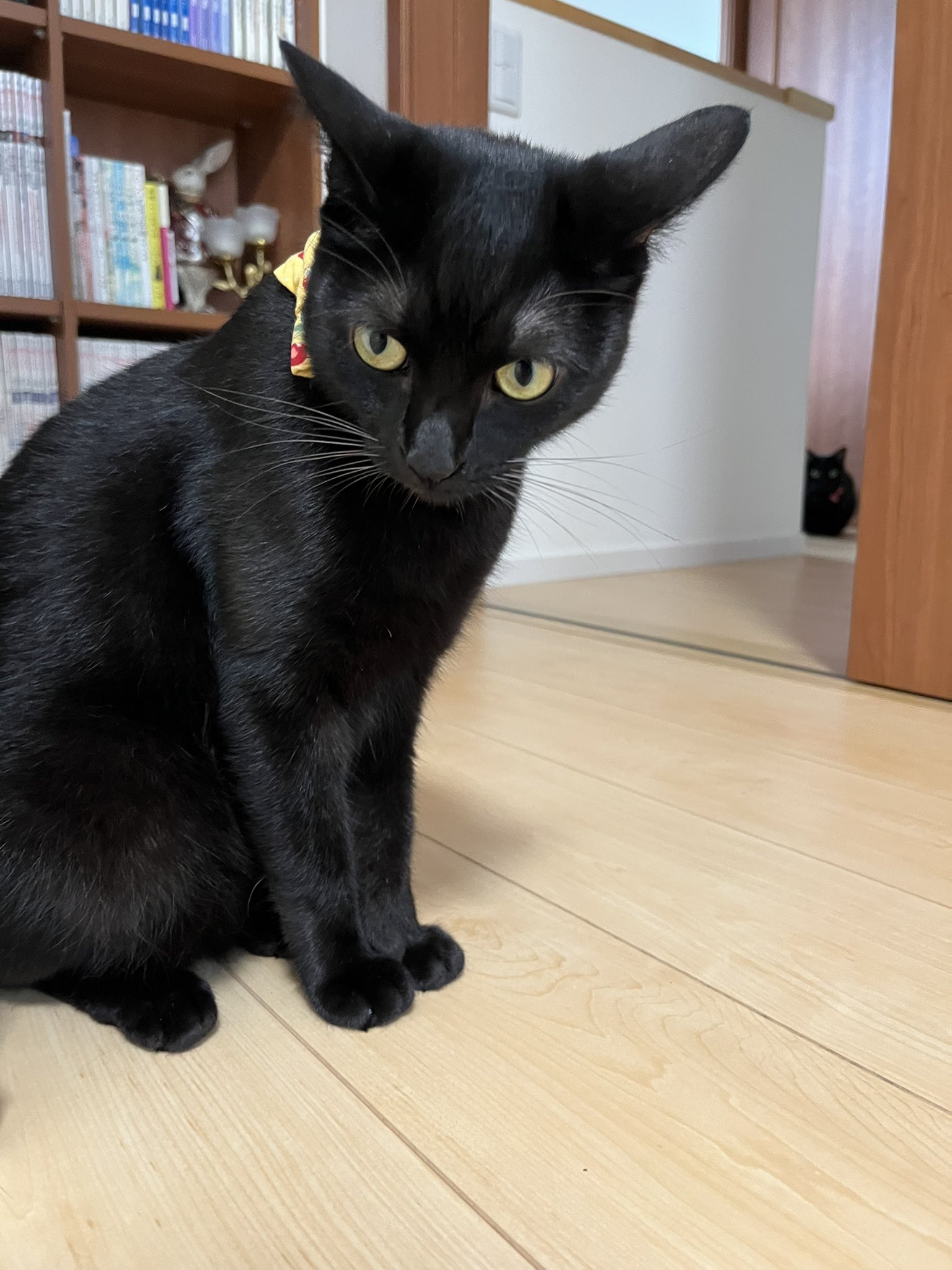 黒猫 五月と水月と葉月 on X: 