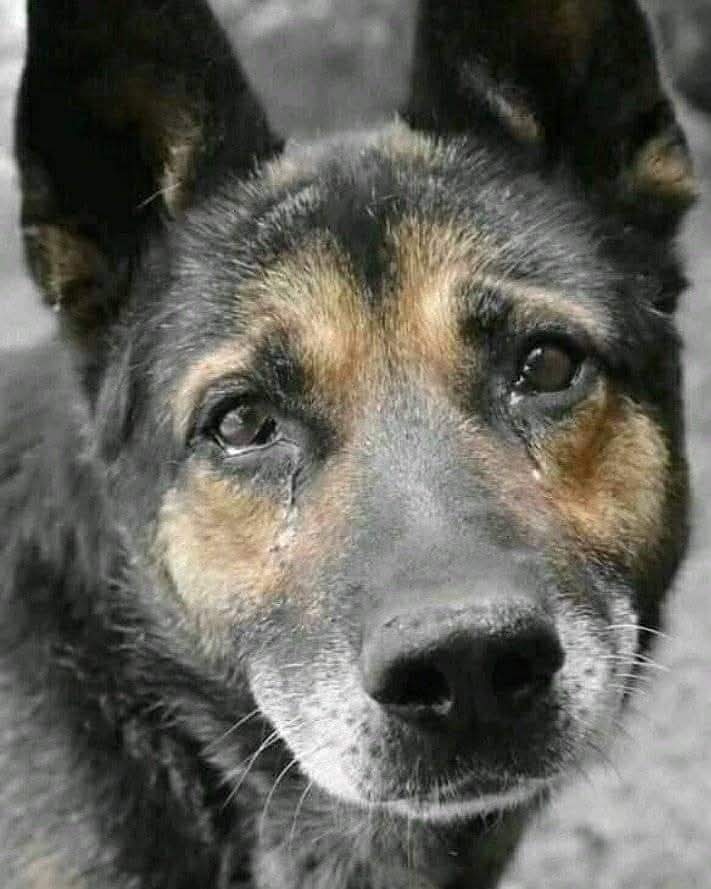 uzay_murat1's tweet photo. Bu çocuğun gözlerindeki konuşmayı anlayan GERÇEK İNSANDIR!..🐾🐾 https://t.co/0fX4vj6uye