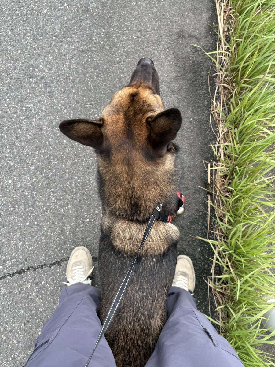 車が来たら足の間で通り過ぎるのを待つえらいぬ