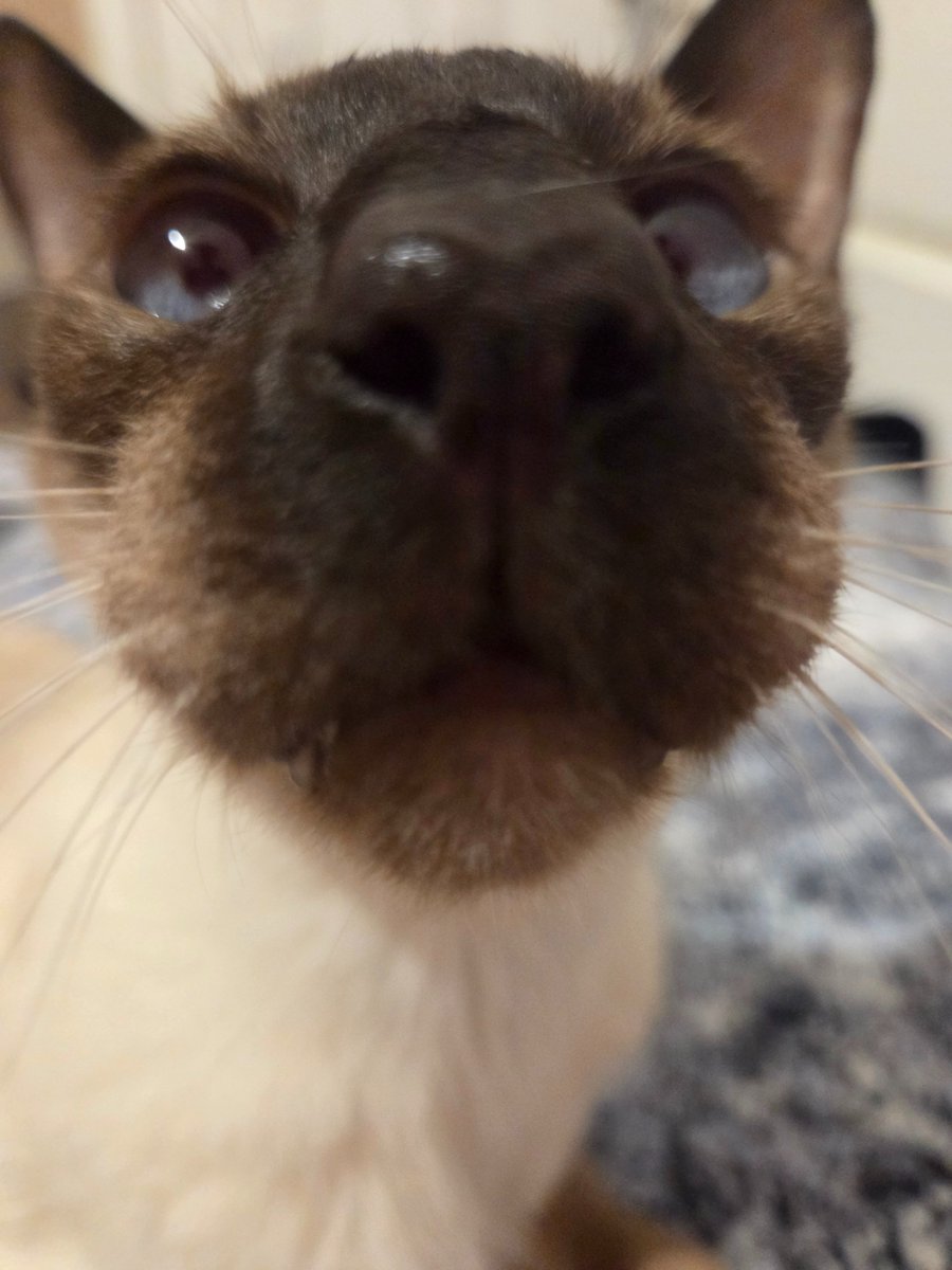 Sorry for the lack of activity everywhere as of late!!

It's really busy around the castle and I've been really dedicated to a project with a friend that I can't wait to show you cuties 💖

However I might be getting sick ahaha