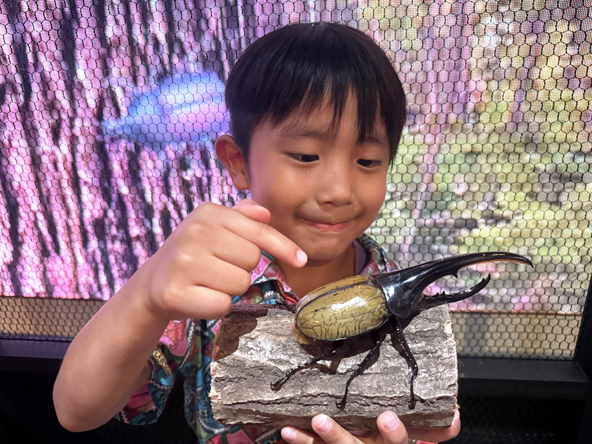 joypolis_event's tweet photo. #カブクワ台場 🌳
特別ふれあいコーナーでは
📢ヘラクレスオオカブト
📢ニジイロクワガタ
とのふれあいも楽しめます🤗
詳しくは下記のサイトを見てね
8月31日まで開催中🙆
https://t.co/NUiih2537f
#ジョイポリス https://t.co/VFVgtUU6Zz