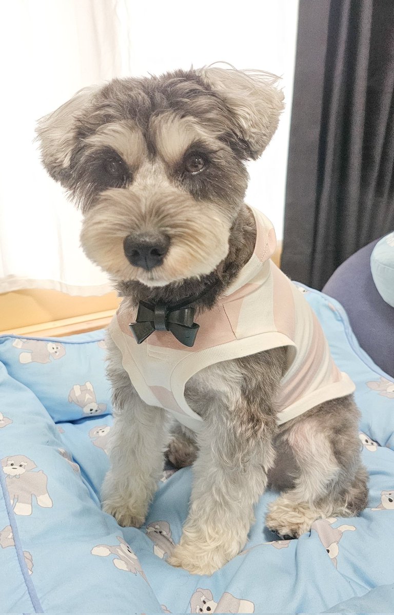 飼い主初めて犬友以外で千葉に来て遊びに行くwwww
お嬢はお留守番だけど夕方には帰るからねー待っててね