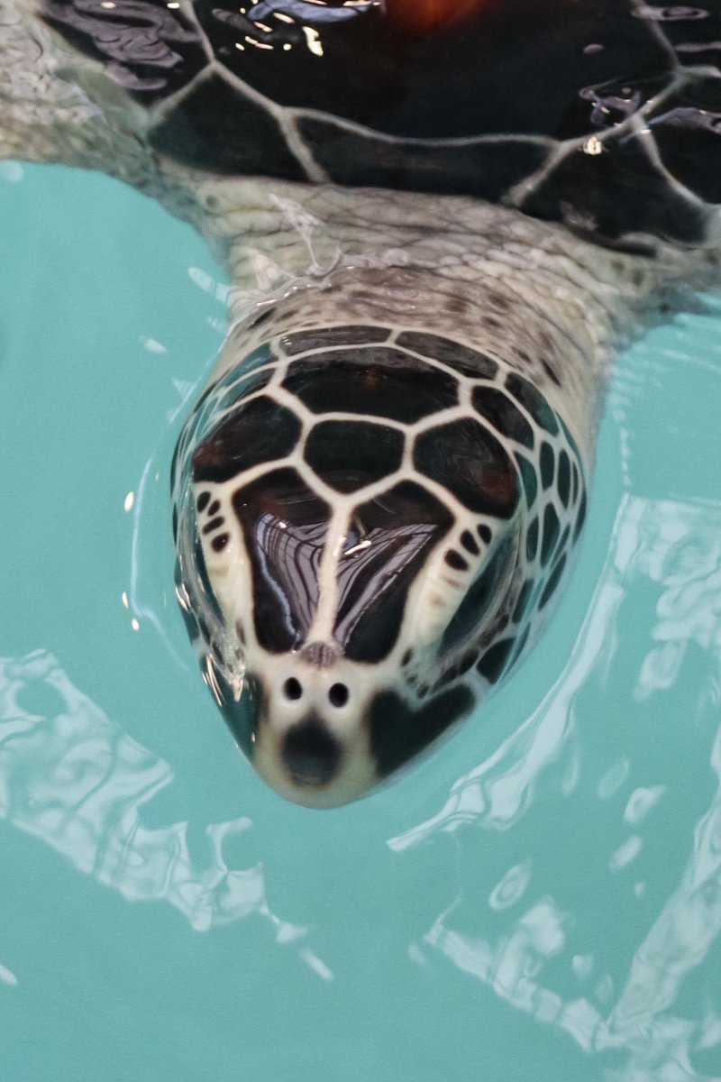 エナメルチック