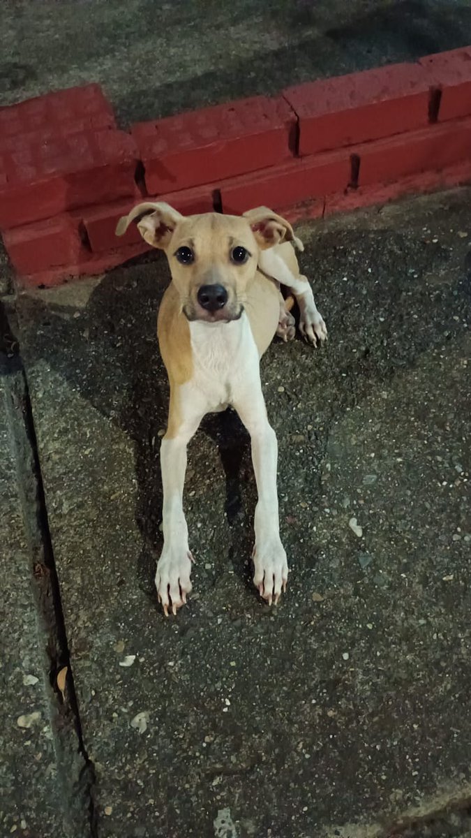 <a href="/DiloConPerritos/">Dilo con perritos</a> Busca hogar. Cali .DM