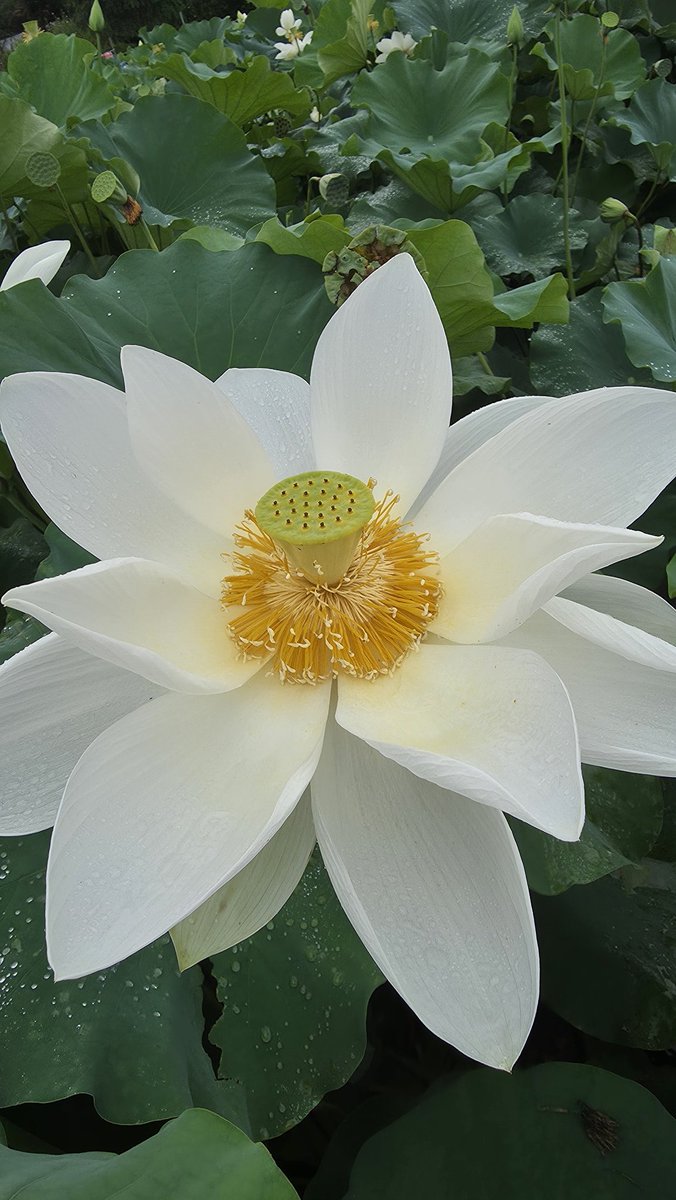 달과❤️별 (@namiyonghan) on Twitter photo 