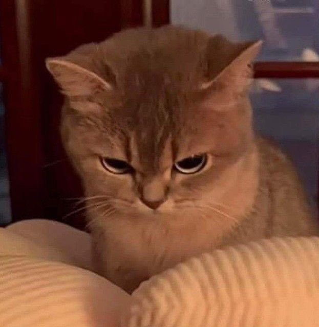 Puifai_17's tweet image. animal                              real life