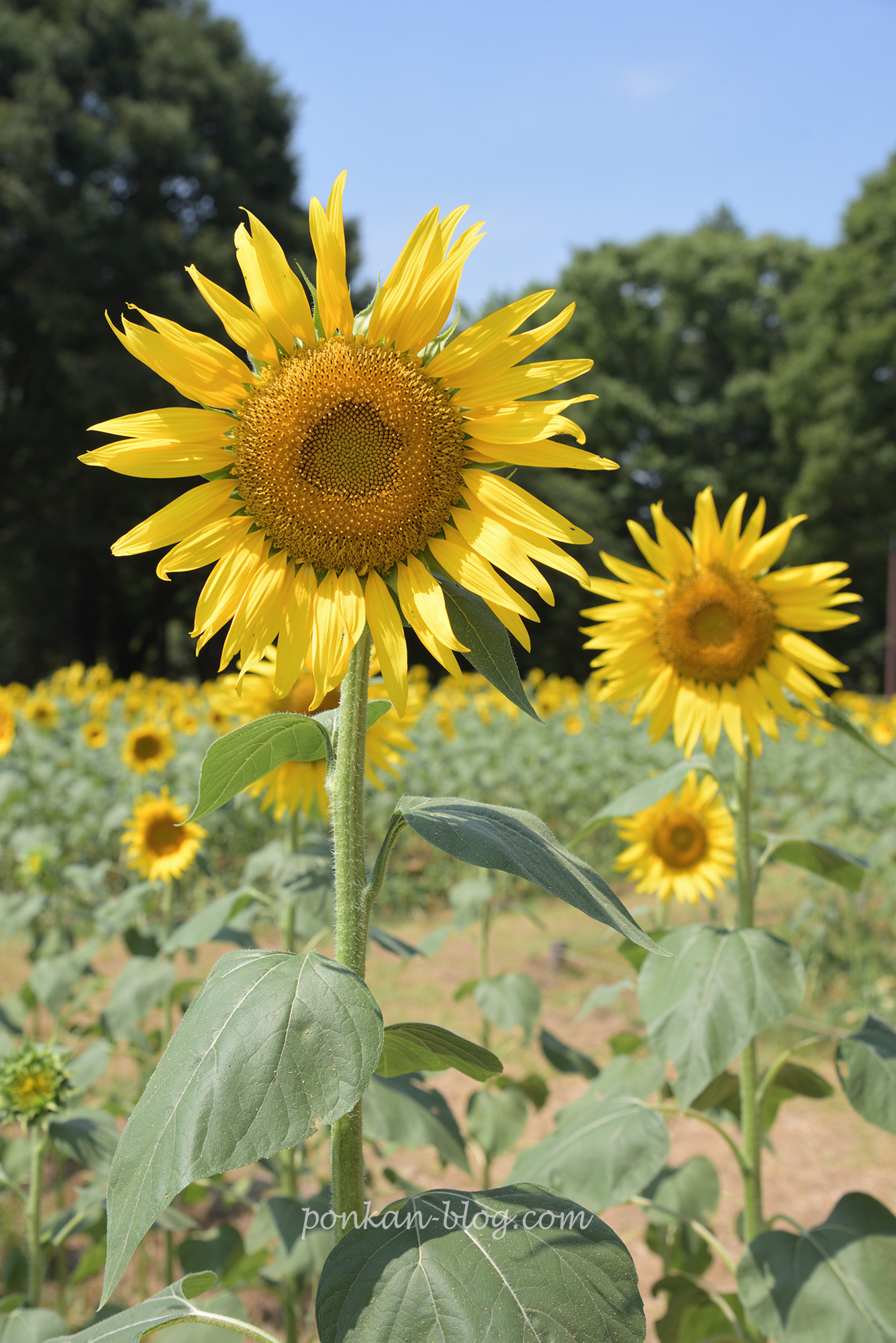 ヒマワリ　ました。。観音様とオーブ後ほど写真 一面ひまわり🌻 ※2枚目集合体恐怖症注意かも…？ #香取市 #katori