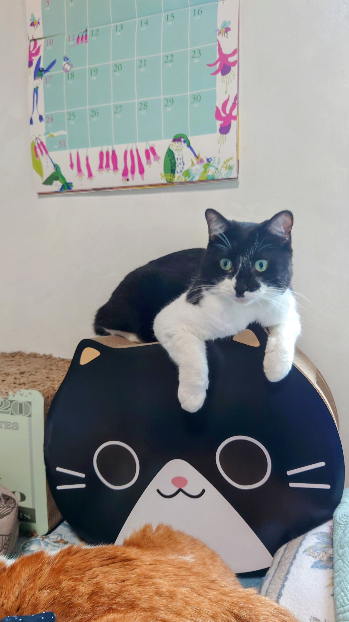 朔🐈断然猫派 on X: 