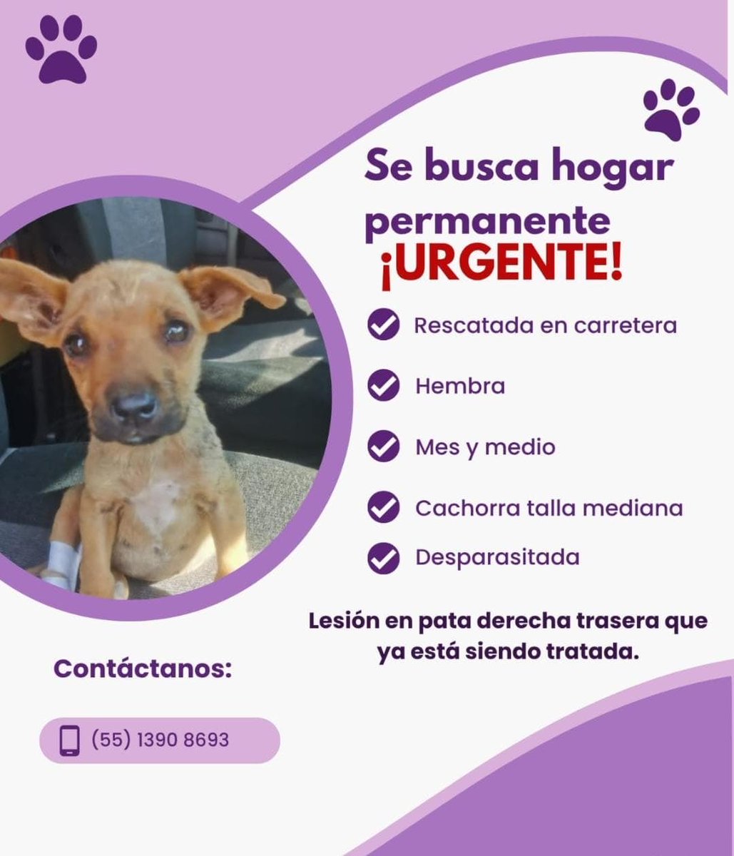 Anímense a adoptar a esta criaturita, por favor!
#CdMx #Adopta #Adoptable 🐾🦴🐶🇲🇽