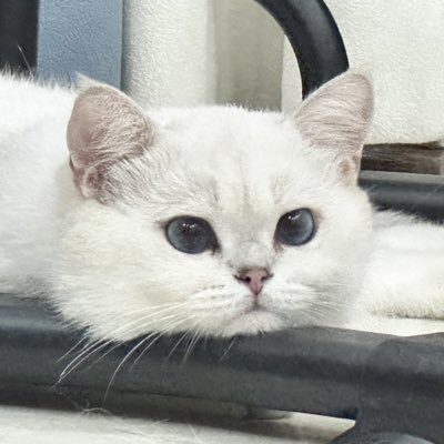 herbertChan tweet media