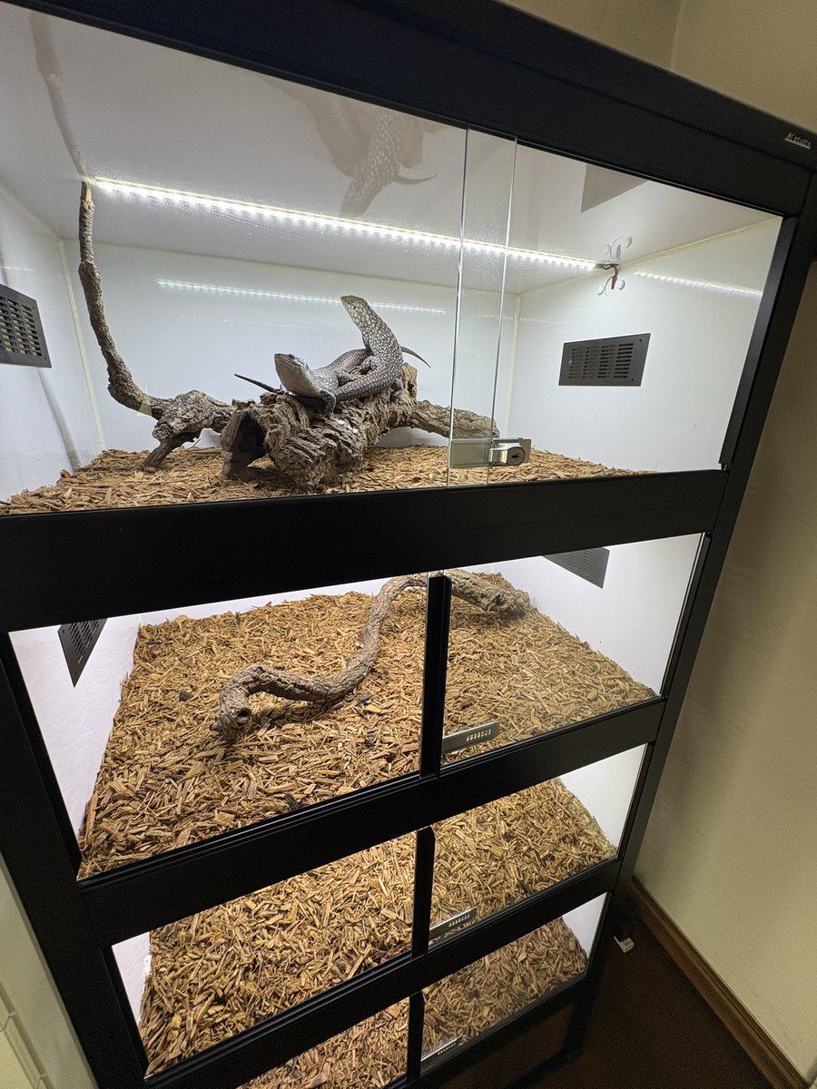AussieReptiles's tweet photo. 今後の展開を考えキングゲージ12室程追加致しました…。今年の夏は沢山のトカゲ達と快適に過ごせる環境づくりに時間を使います😁✨ https://t.co/xpkolPldu6