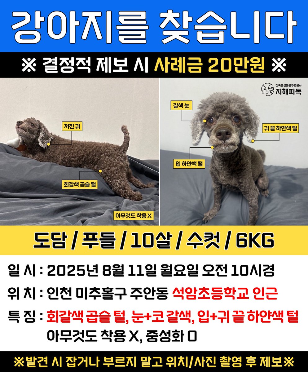 chyokododam's tweet photo. 이런 글 죄송한데 저희 집 아가가 사라져서
글 올립니다 혹시나 인천 사시는 분들 보셨다면 제보 부탁드립니다 염치없지만 RT 부탁드립니다 https://t.co/hG3pKT1b8N