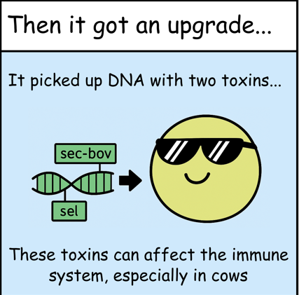 RhysTWhite's tweet photo. This S. aureus picks up two toxins - sec-bov &amp; sel.
The twist? These toxins mostly affect cows🐄

But why does a human pathogen need them? 
We're still unsure🤔

#OneHealth #Microbiology #PathogenGenomics #ScienceComm @scicommnz @SciCommNews https://t.co/Vm8kbhKhZj