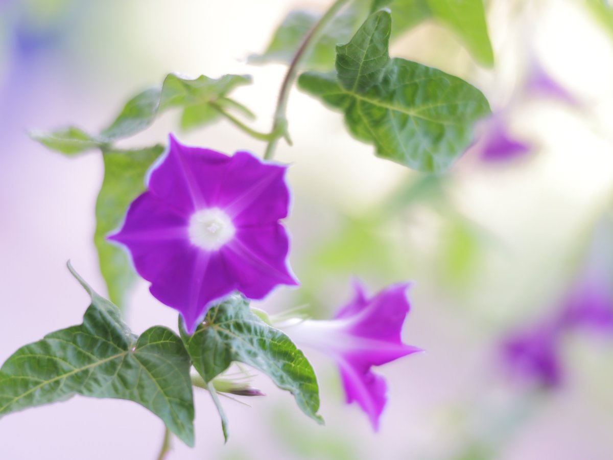 #お疲れ様でした 　一斉休業中ですが、重要な仕事があって出てきました。入り口のカードキーが臍を曲げて開かなくなってしまって毎度守衛さんに言って開けてもらわないといけないという。。。今日は建物行き来する仕事なので実に面倒です。良い夕べを。 #TLを花でいっぱいにしよう #flowerphotography