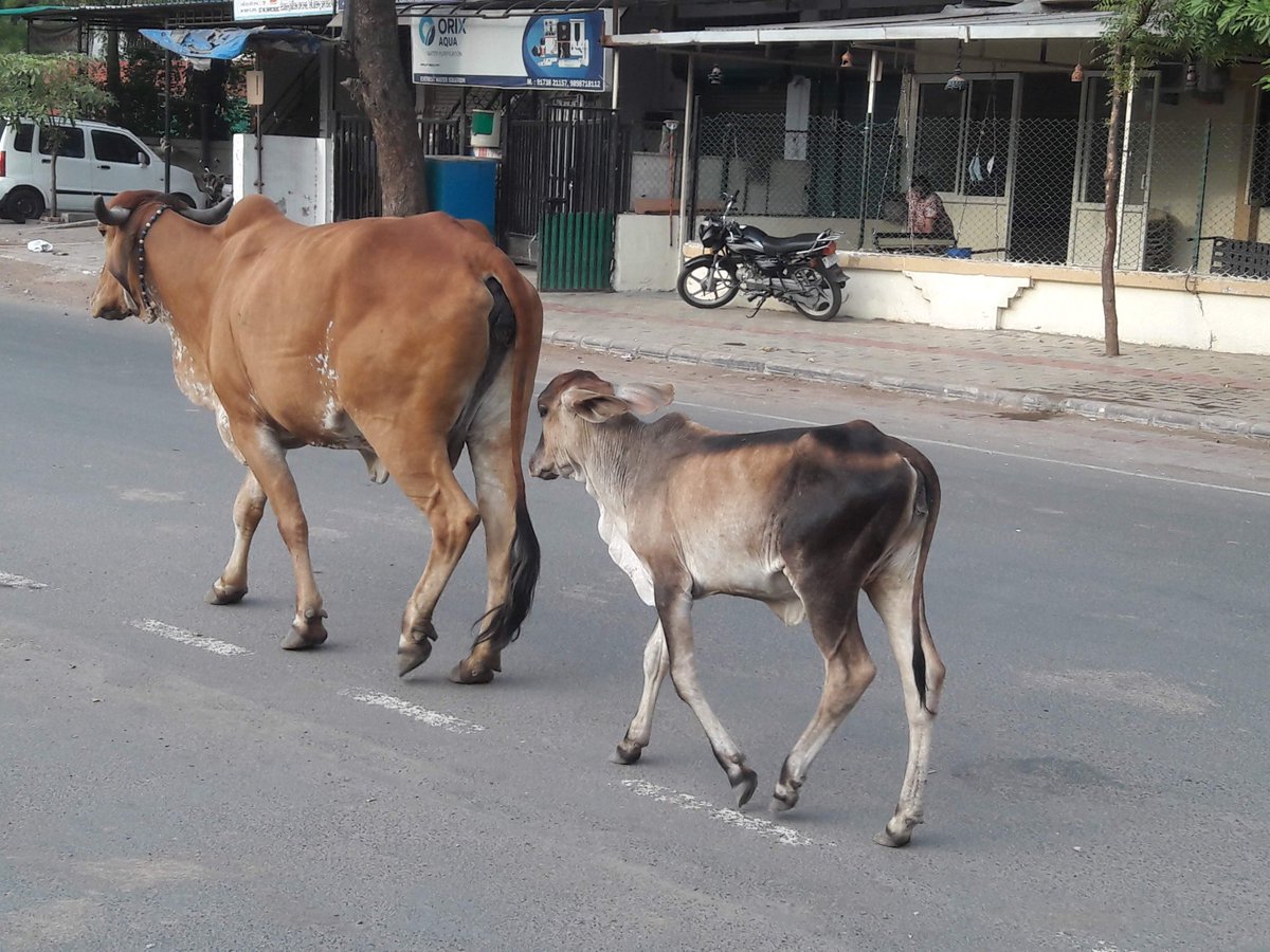 sunil anjaria tweet media