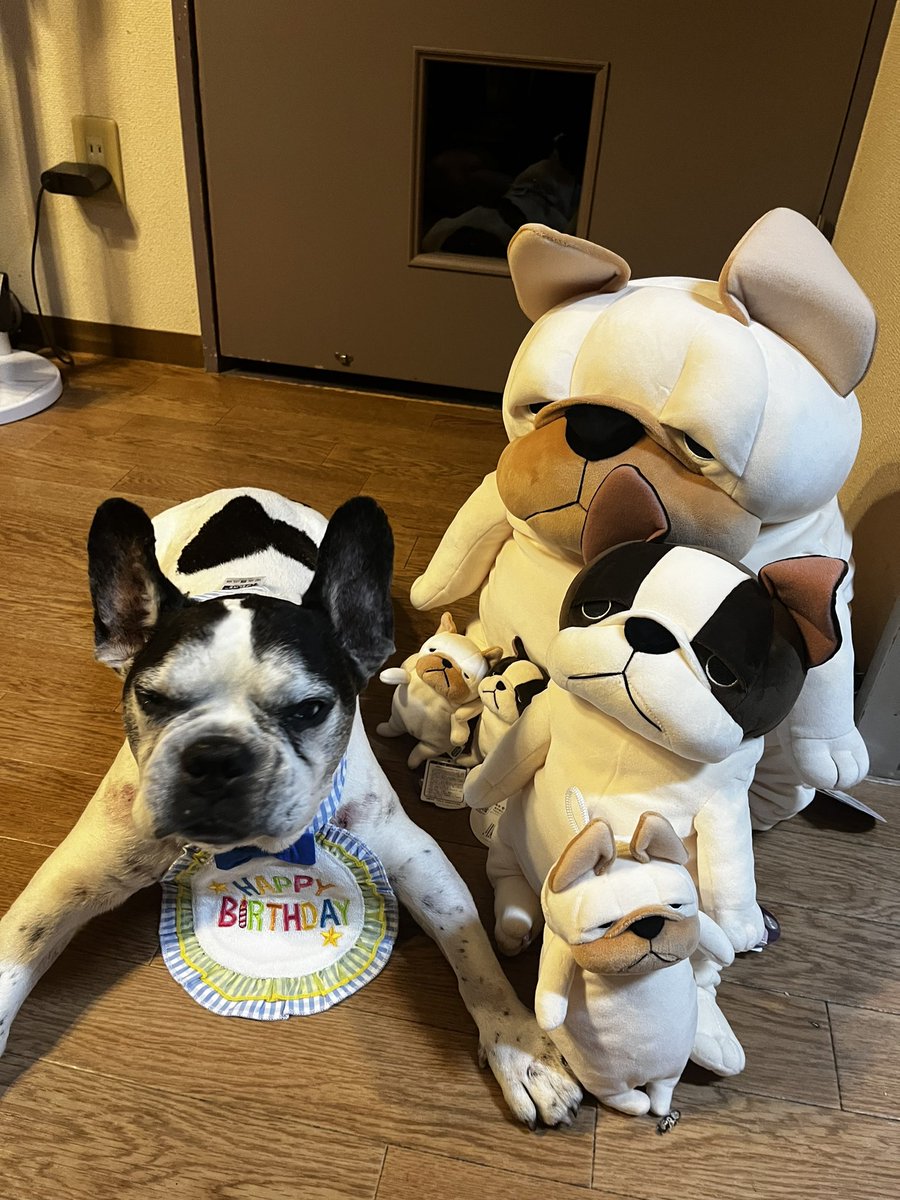 buludogs30's tweet photo. いちくん今日で14歳になりました🫶
夜はお芋のロールケーキを食べるヨ🎂
腕が皮膚病で少し荒れてます……🥲 https://t.co/4XwnVDw5tO