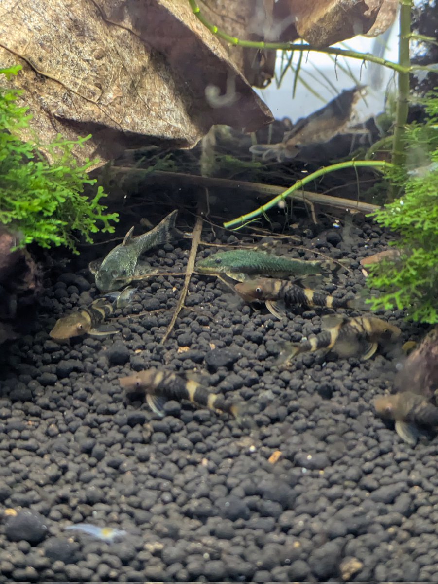 お魚さん達には主の体調なんぞ関係ない。
エサは毎日あげないと。
みながエサに群がりモフモフする様子は癒される😳