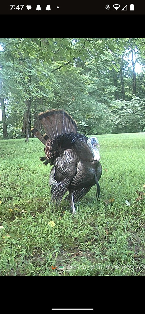 Trail camera.