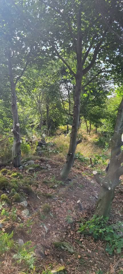 We were clearing regen from an unscheduled section of an historic rabbit warren wall near Newclose Rigg this month &amp; created habitat piles with what was removed. The habitat piles from last summer had settled but now were little pockets of wildflowers amongst the scrub.