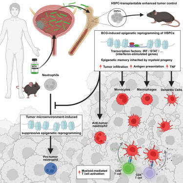 Cancer Cell (@cancer_cell) on Twitter photo Microbial cancer immunotherapy reprograms hematopoiesis to enhance myeloid-driven anti-tumor immunity dlvr.it/TMR85j Microbial cancer immunotherapy reprograms hematopoiesis to enhance myeloid-driven anti-tumor immunity dlvr.it/TMR85j
