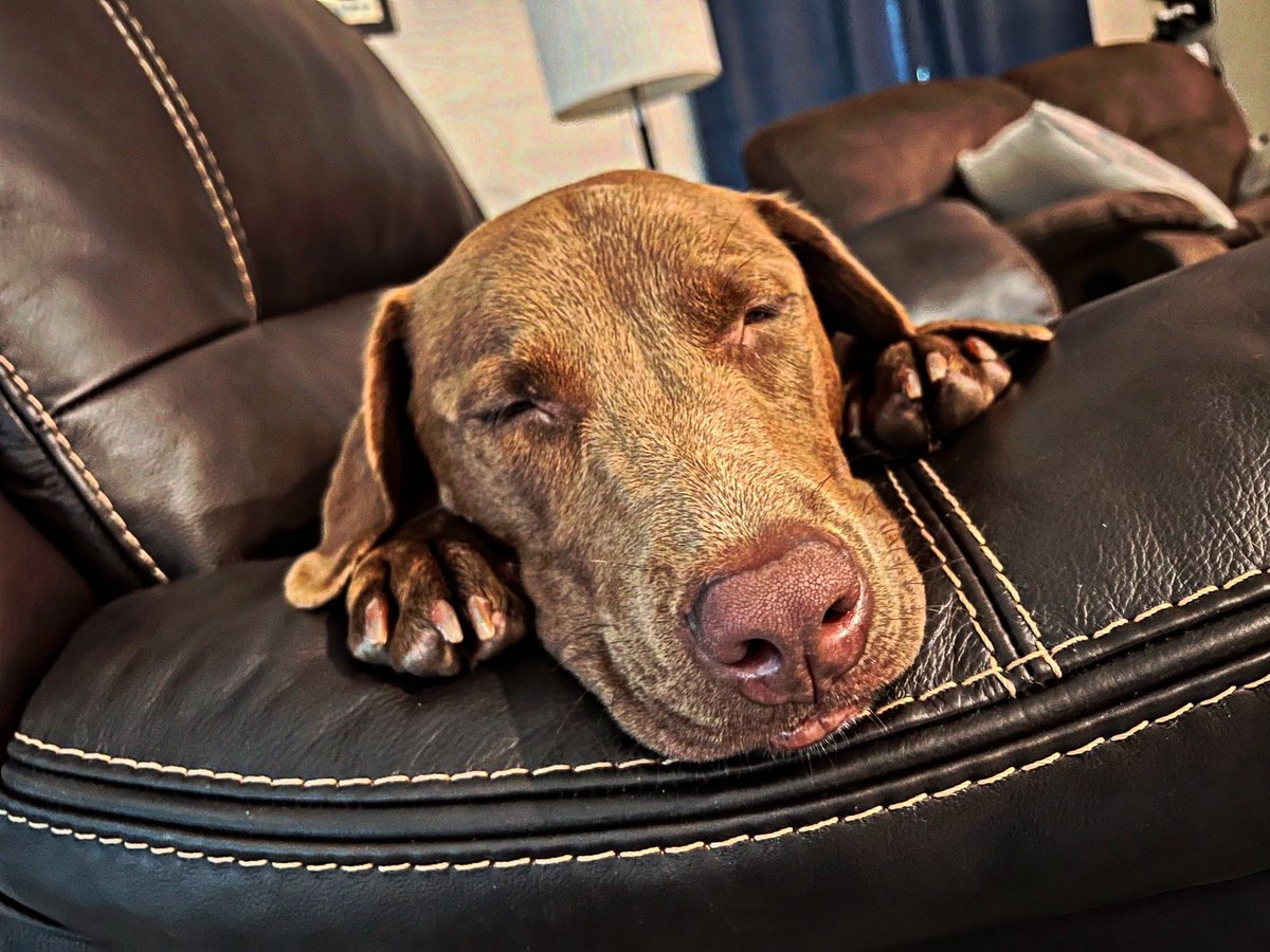 MikeCamunas's tweet photo. When I’m scheduled to take SO many photos on the FIRST day of school, I’m gonna need a minute to sort through them for THE editor, Mr. Jameson. — Parker B. Camunas #truestory #photopup 🐕📸 https://t.co/uYE8U7C4D8