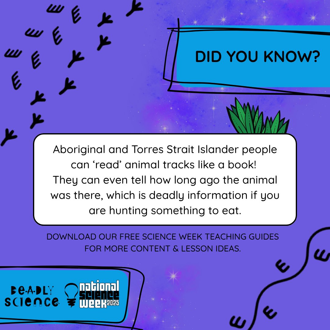 DeadlyScience's tweet image. ✨#ScienceWeek 2025✨
Aboriginal &amp;amp; Torres Strait Islander peoples can ‘read’ animal tracks like a book—revealing age, size, gender &amp;amp; behaviour.
Dive into this knowledge with our FREE Science Week guides.
deadlyscience.org.au/teacher-resour…
#DeadlyScience #AusPost #WingaruEducation